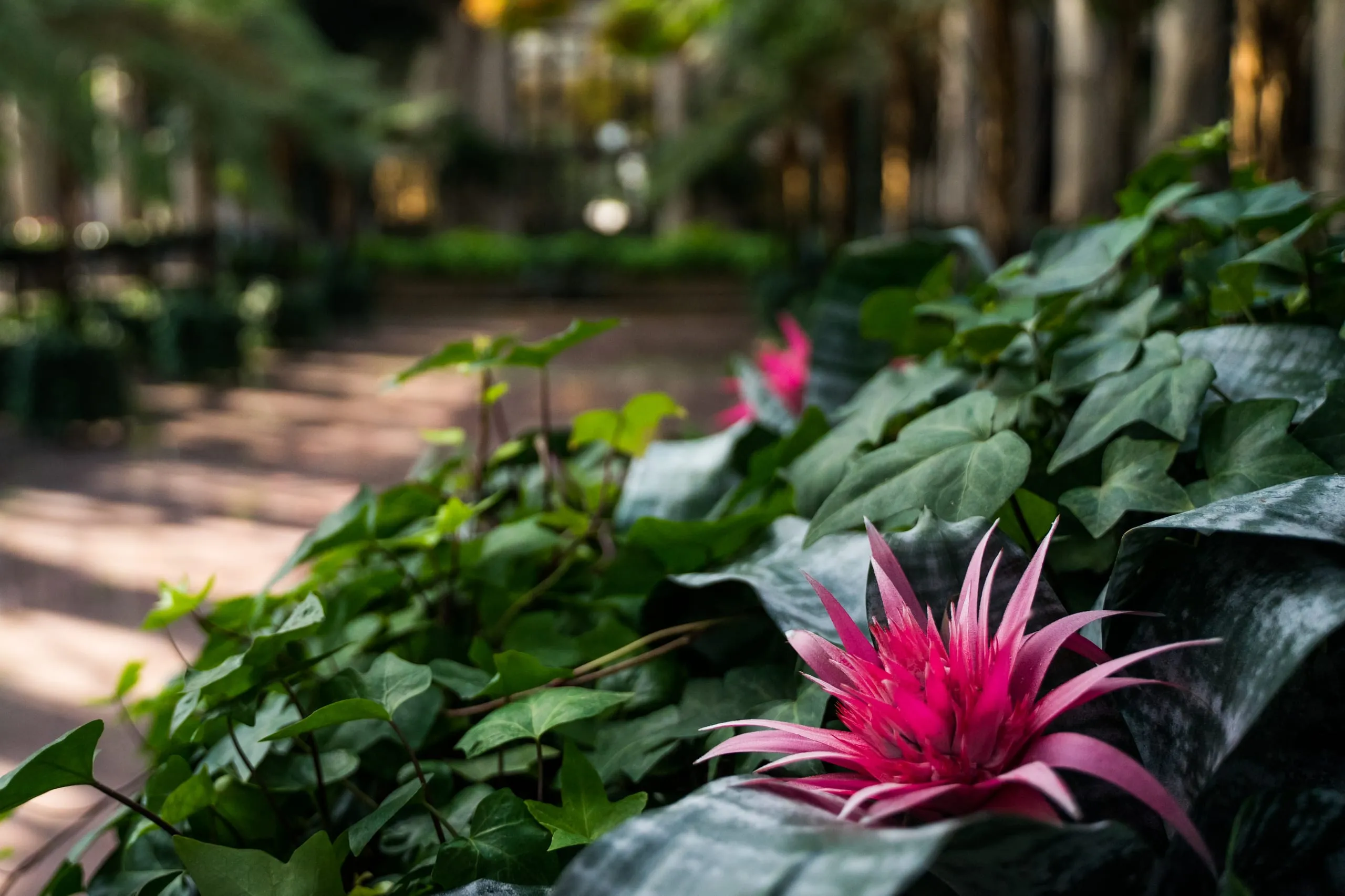 A vivid pink bromeliad blooming among dark green ivy along a sunlit conservatory path in Philadelphia.