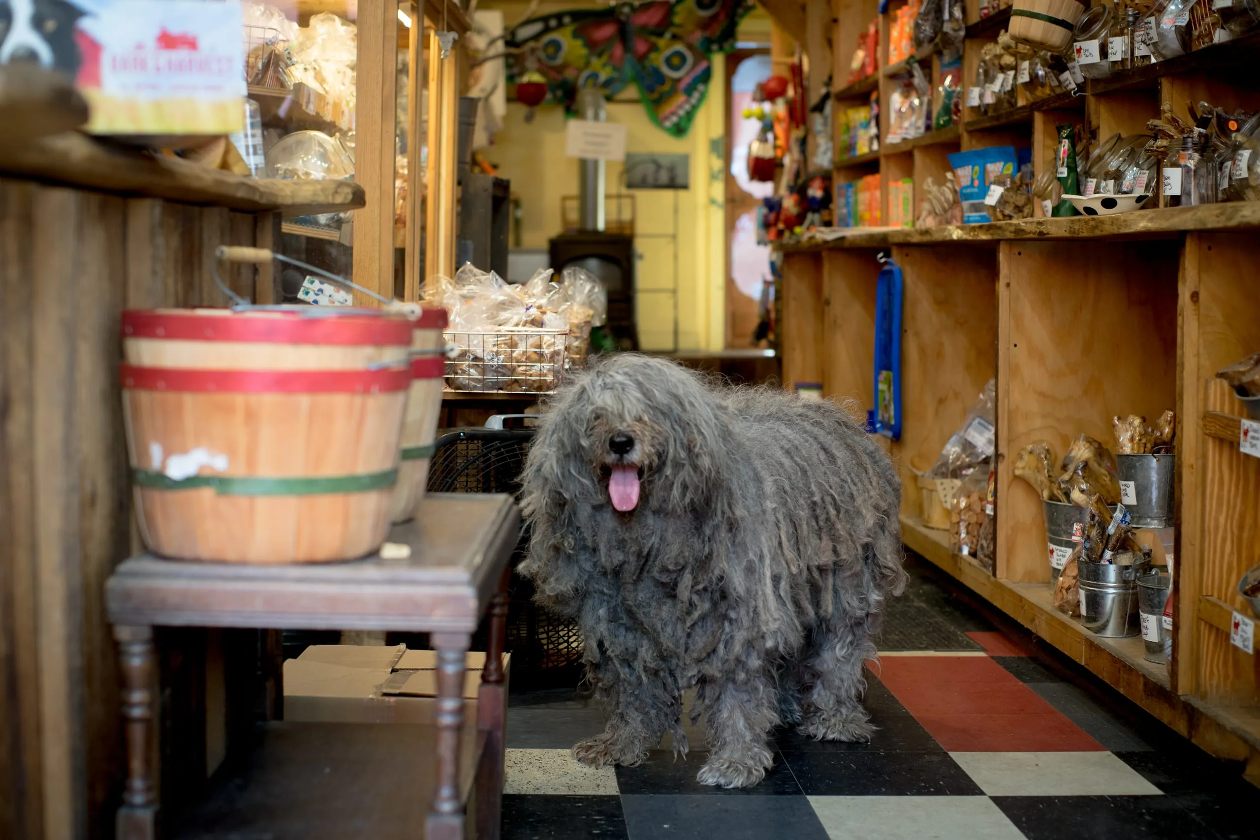 A shaggy corded gray dog stands panting on a checkered floor inside a Vermont treat shop.