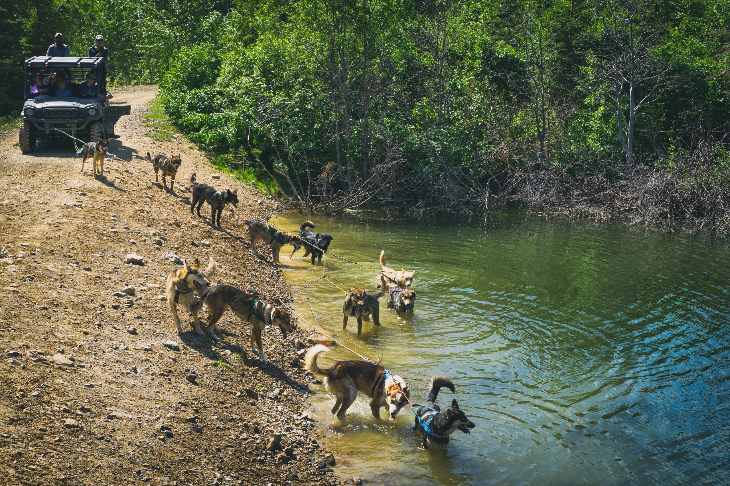 A harnessed sled-dog team wades single-file into a green pond off a dirt trail while people watch from a utility cart.