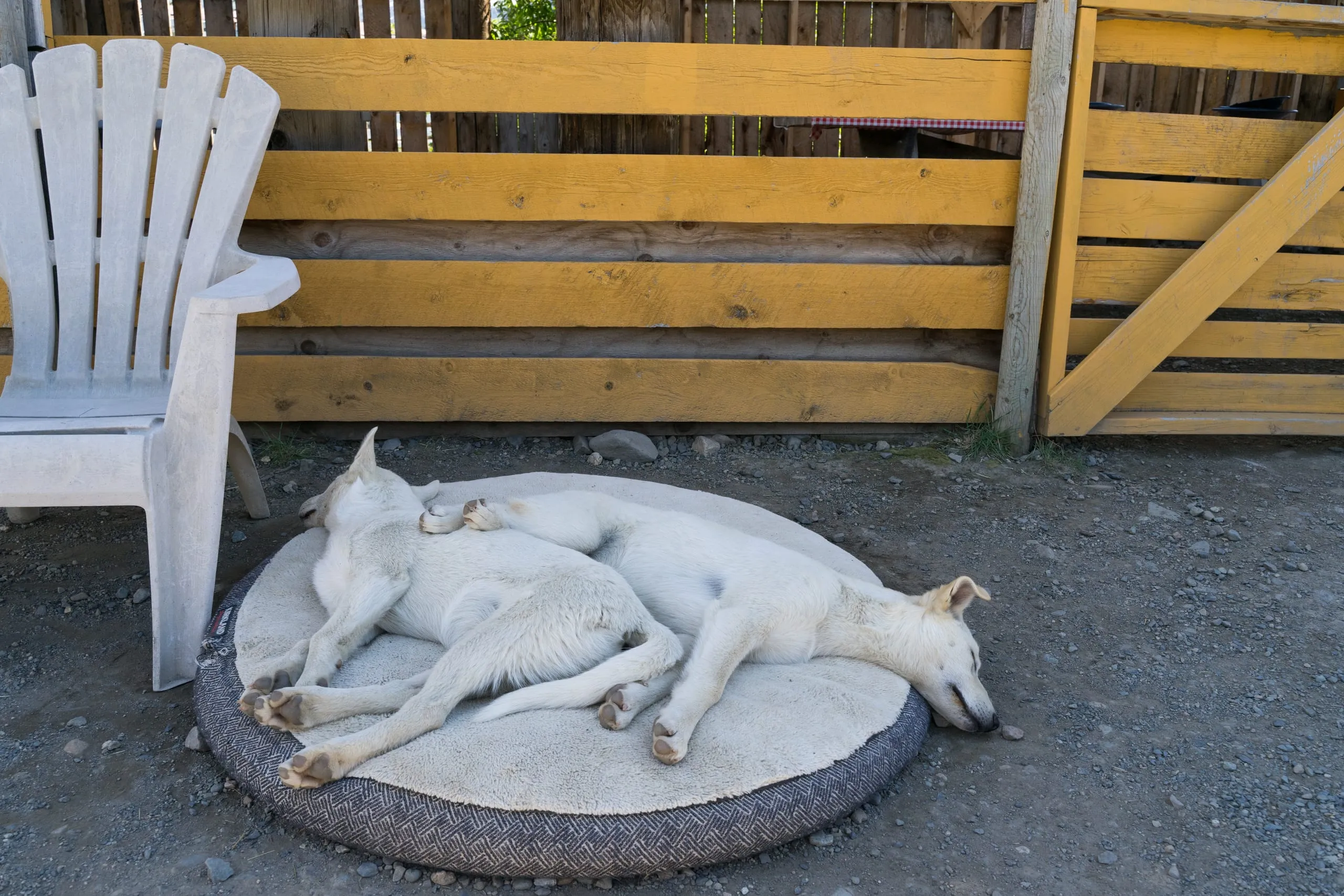 Two white sled dogs curl up asleep together on a round cushion beside a white Adirondack chair and a yellow-painted wooden fence.