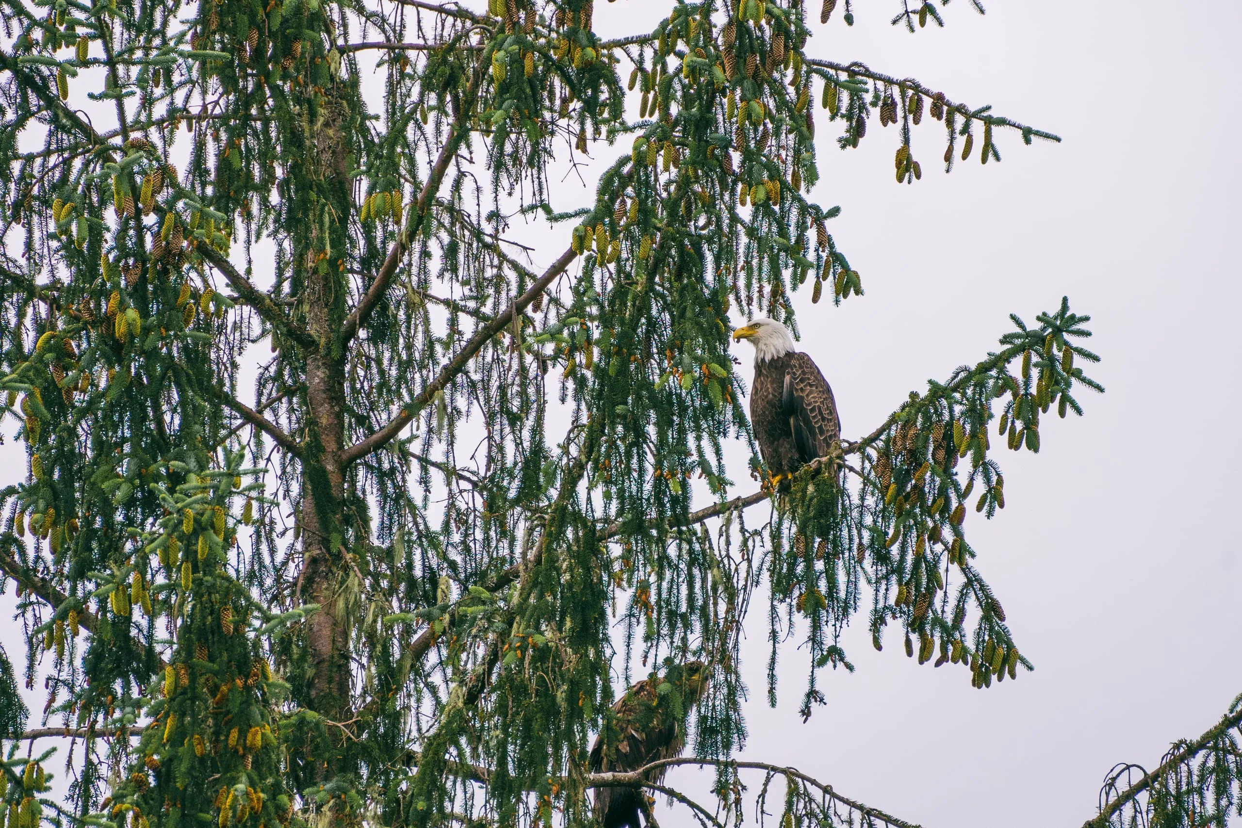 A bald eagle perches on a spruce branch heavy with green cones, a second darker bird below against a pale sky.