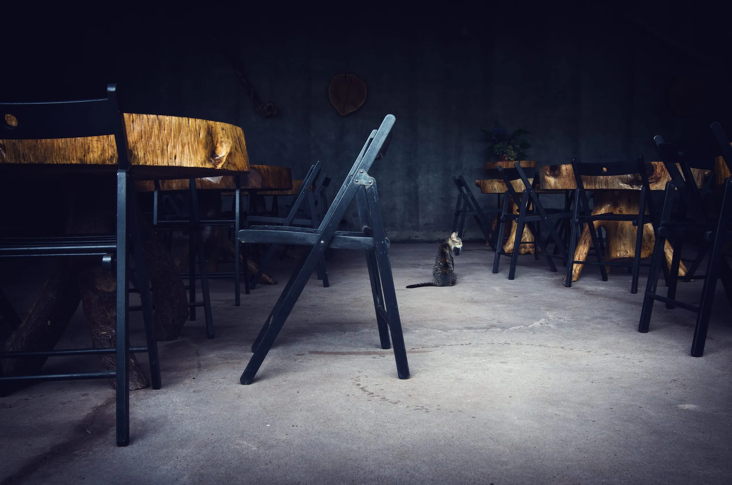 A tabby cat sits alone on a concrete floor in a dim rustic interior of live-edge wood tables and black folding chairs.