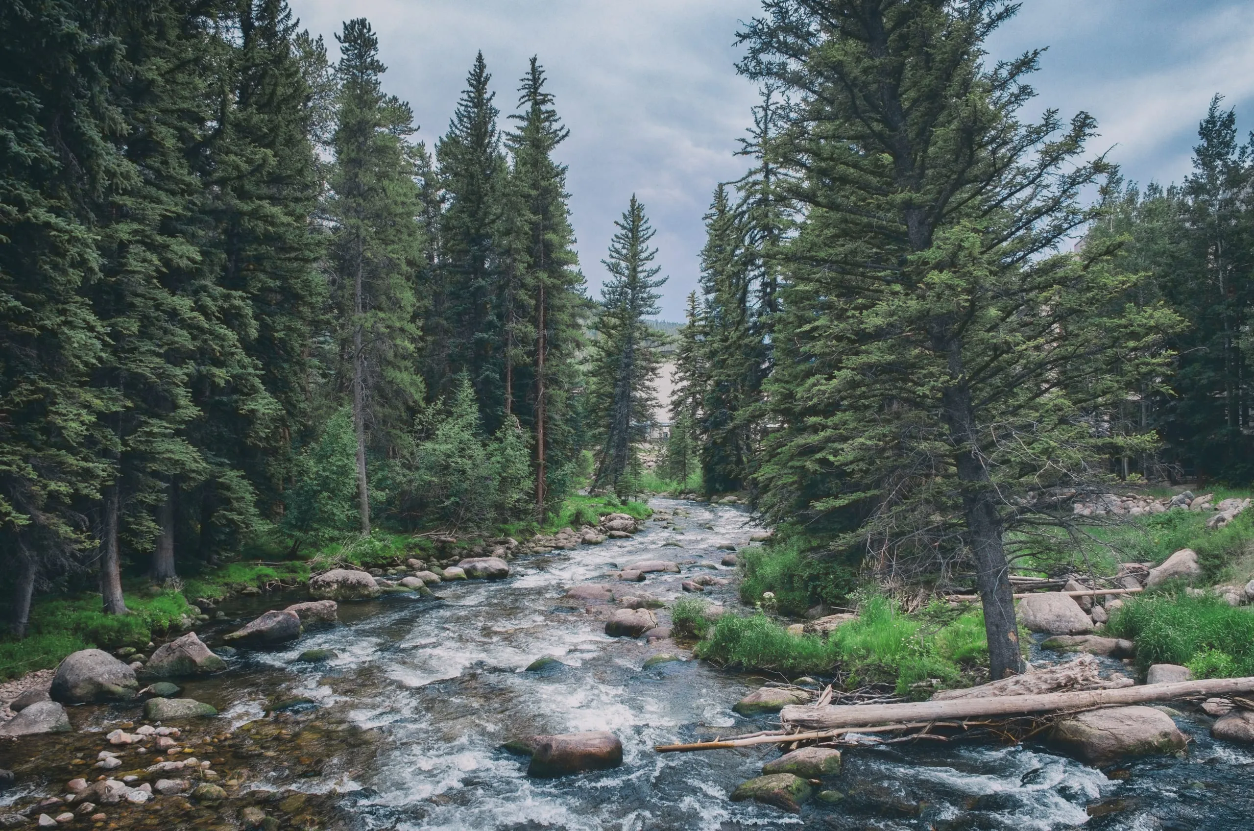 Creek strewn with fallen logs running through a Colorado pine forest below a distant peak