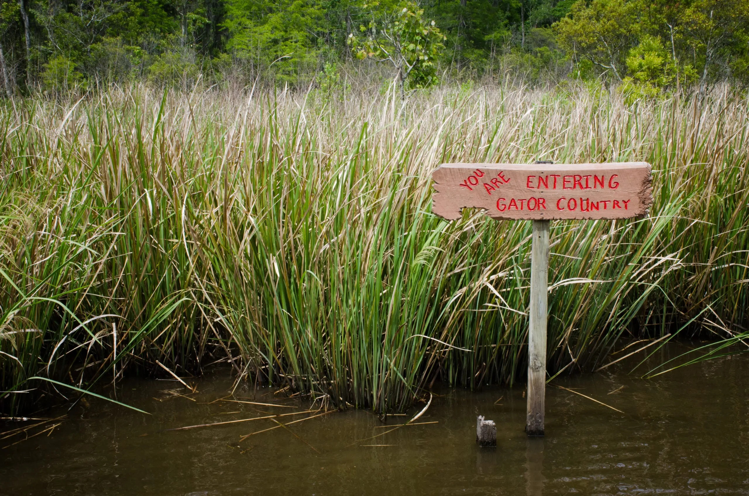 A hand-painted wooden sign reading "You Are Entering Gator Country" on a post in a New Orleans marsh of tall reeds and dark water.