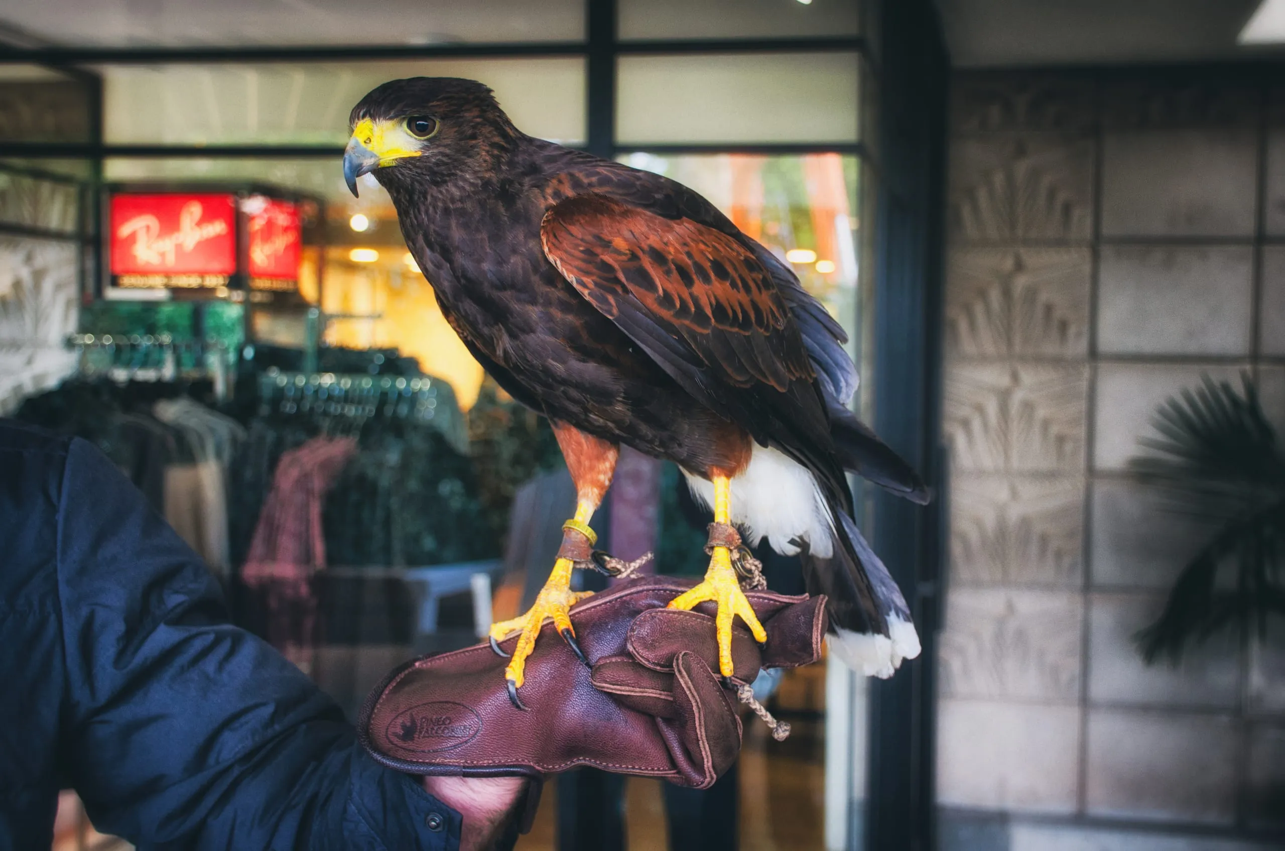 A Harris's hawk perches on a falconer's leather glove outside an Arizona storefront with a Ray-Ban sign.