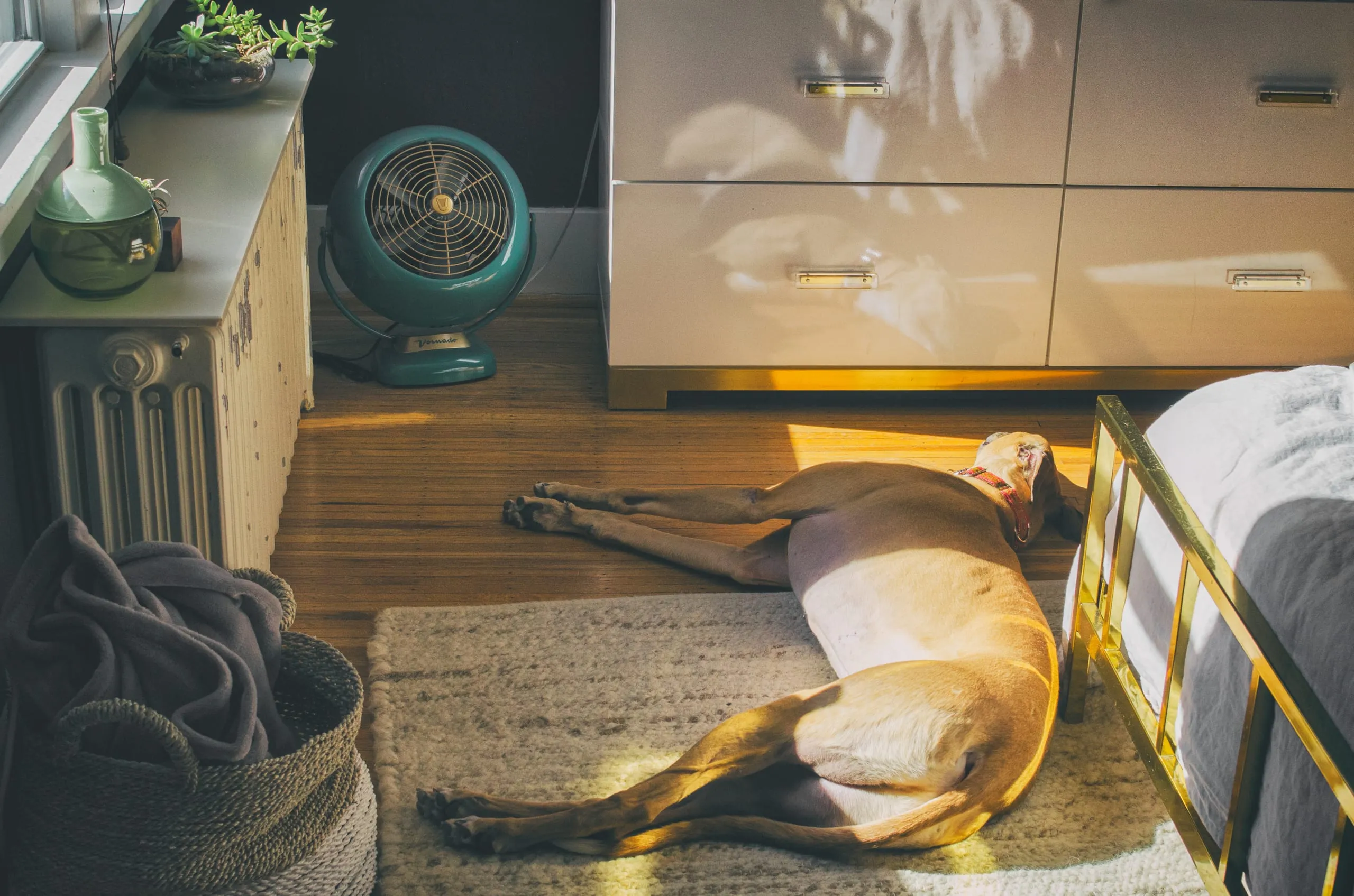 A fawn hound sleeps stretched out in a sunny patch beside a teal fan and dresser in a Rochester, NY bedroom.