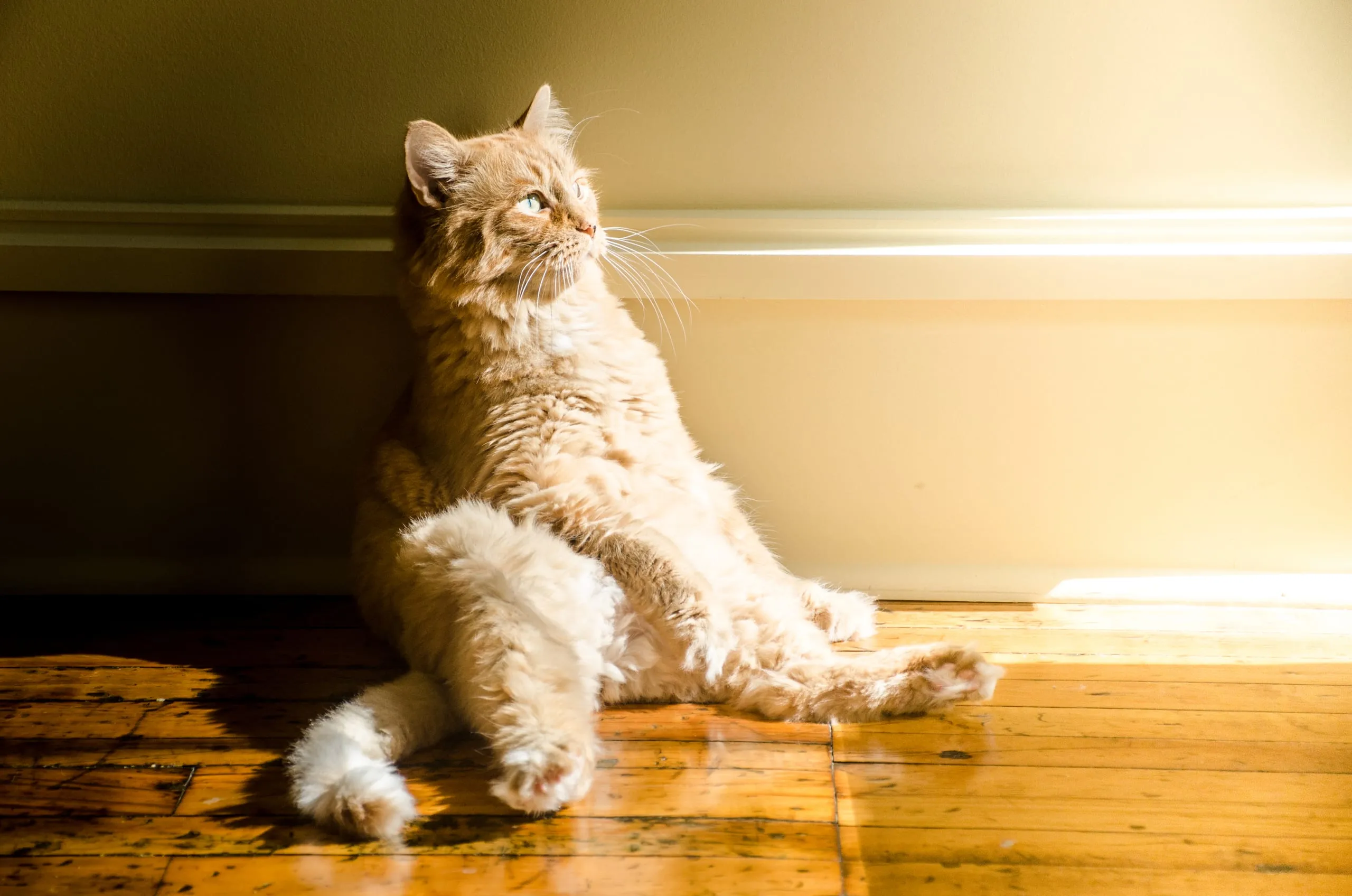 A fluffy ginger cat sits upright against a wall in a warm sunbeam on a hardwood floor in Rochester, NY.