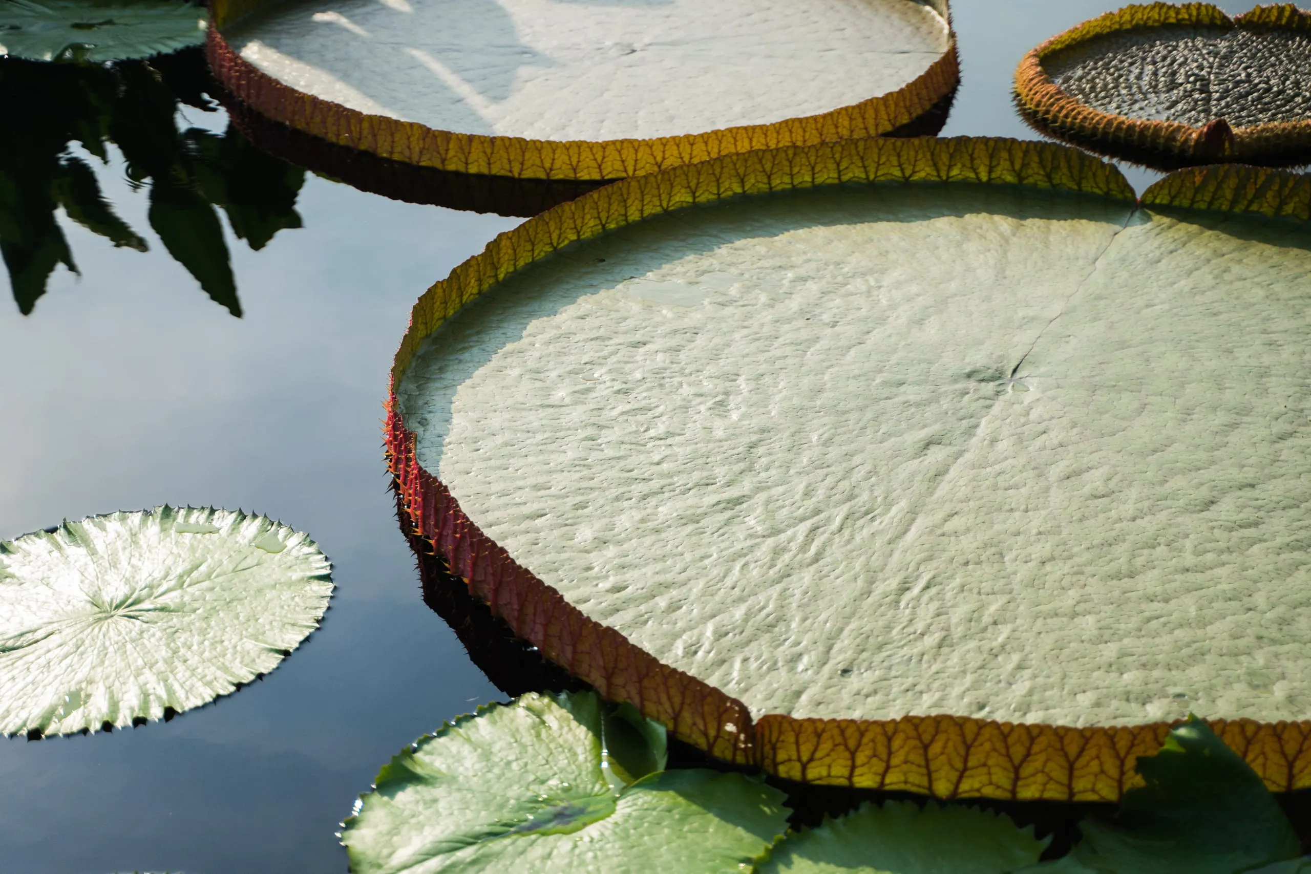Giant water-lily pads floating in a conservatory pool at Longwood Gardens, Pennsylvania