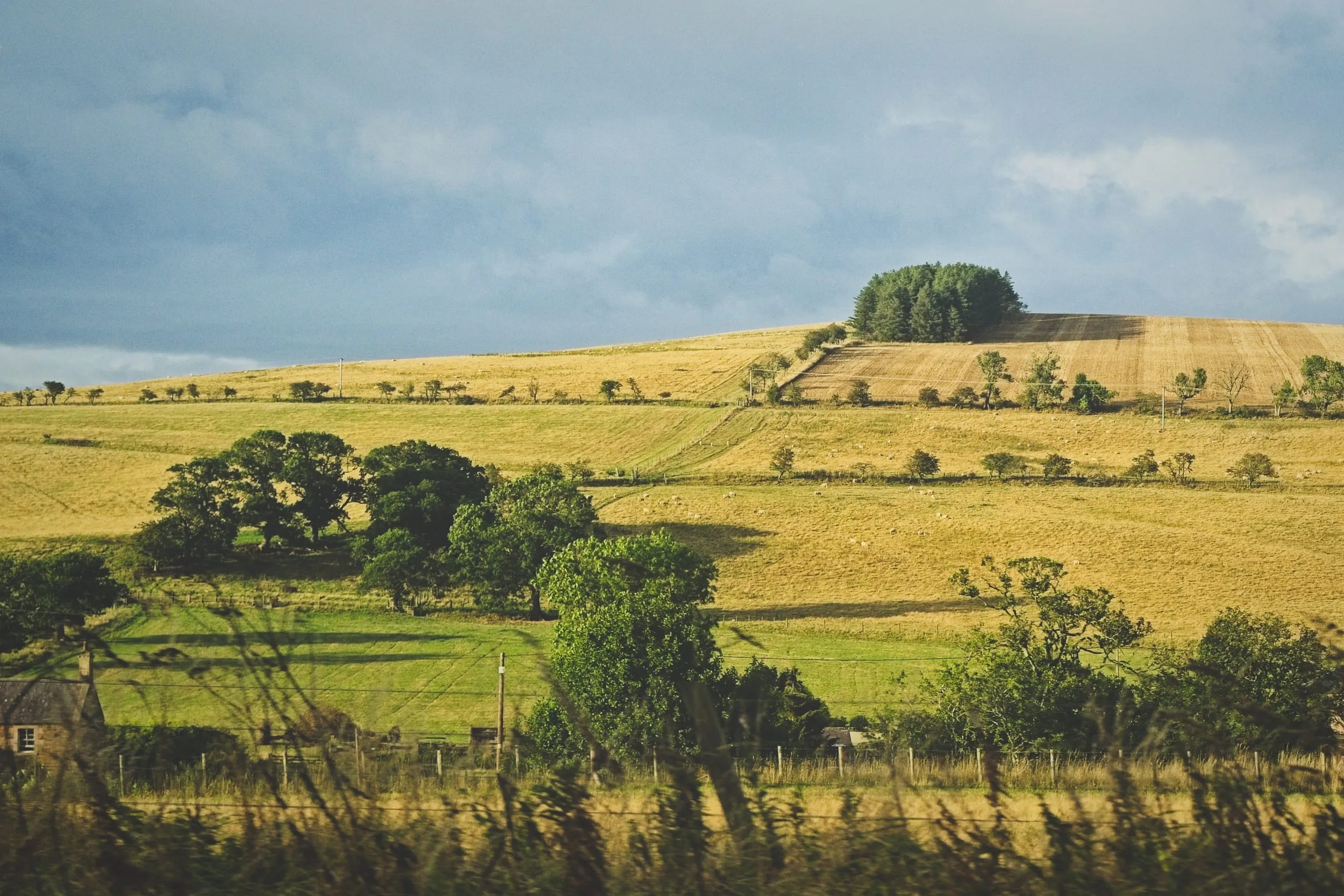 A color photograph of rolling golden farmland in the Scottish Borders, with grazing sheep, hedgerows, and a small stand of trees on the hilltop under a stormy sky.