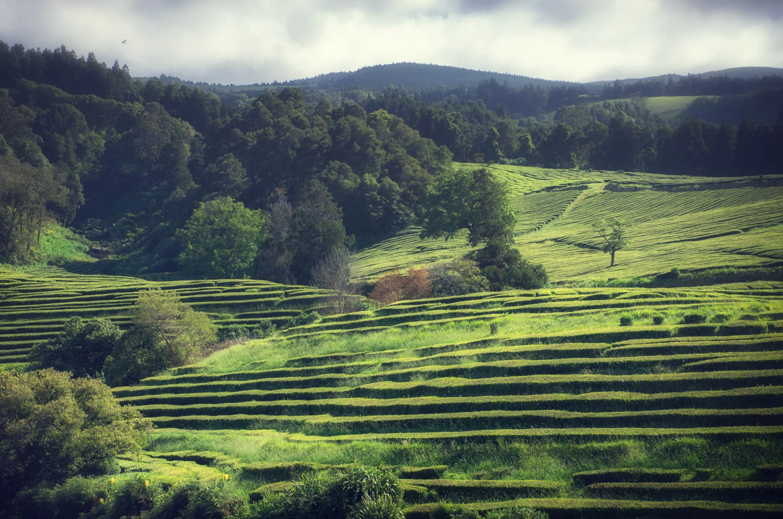 Curving contour rows of tea bushes step down a green hillside toward forested slopes and cloudy hills.
