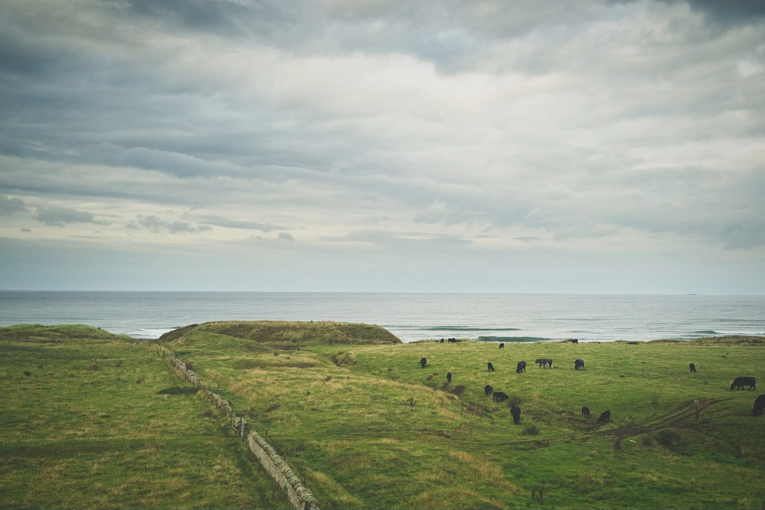 A color photograph of black cattle grazing on green coastal hills above the sea in Scotland, under a wide, cloud-heavy sky.