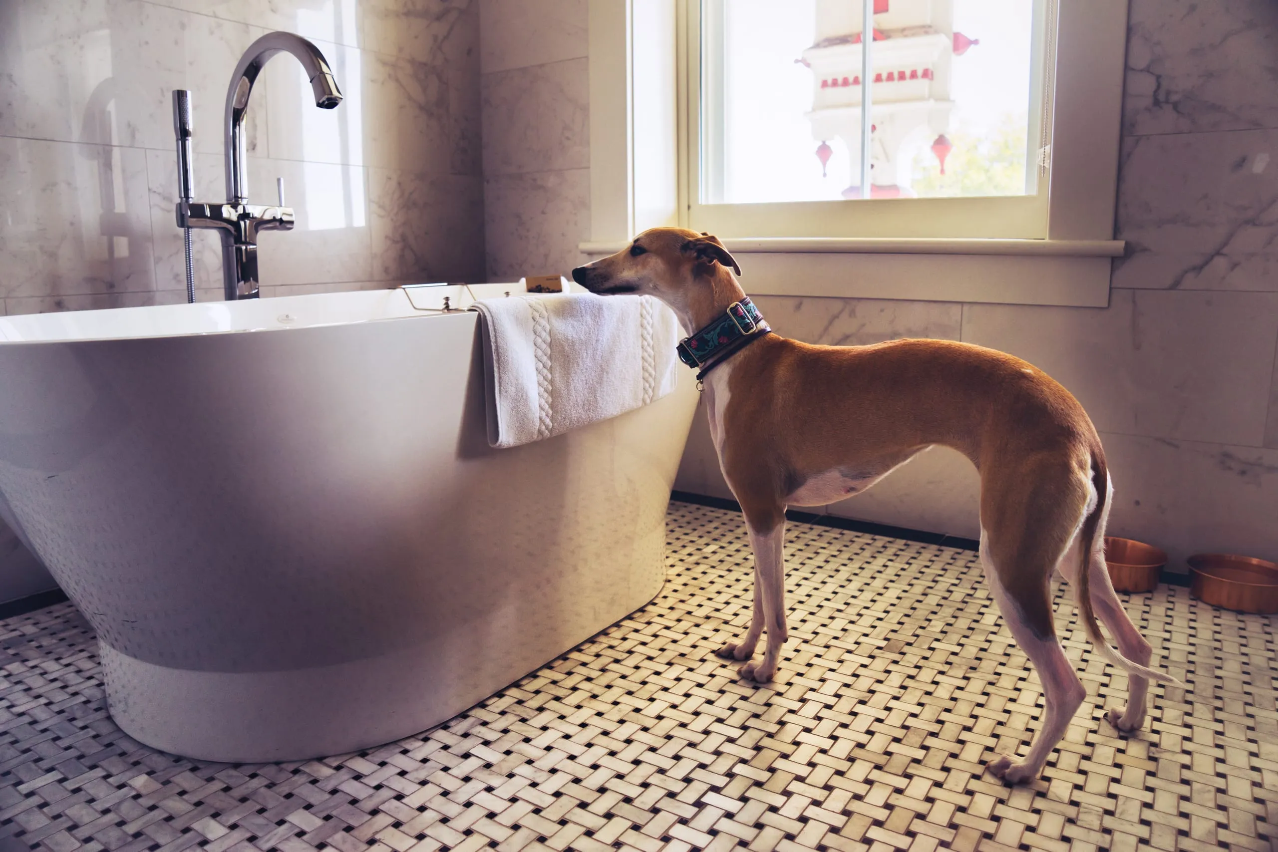 Greyhound standing on a tiled bathroom floor gazing out a window in a Saratoga Springs hotel