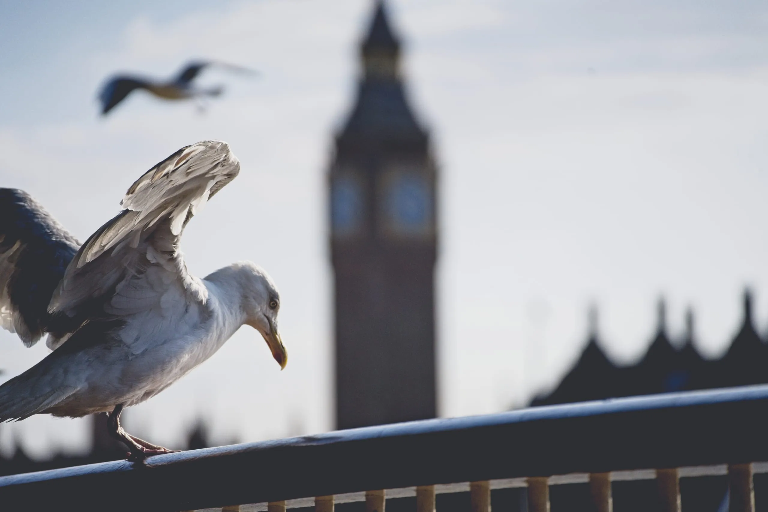 A photograph of a seagull perched on a railing with wings raised, with the blurred silhouette of Big Ben and the Houses of Parliament in the background, London.