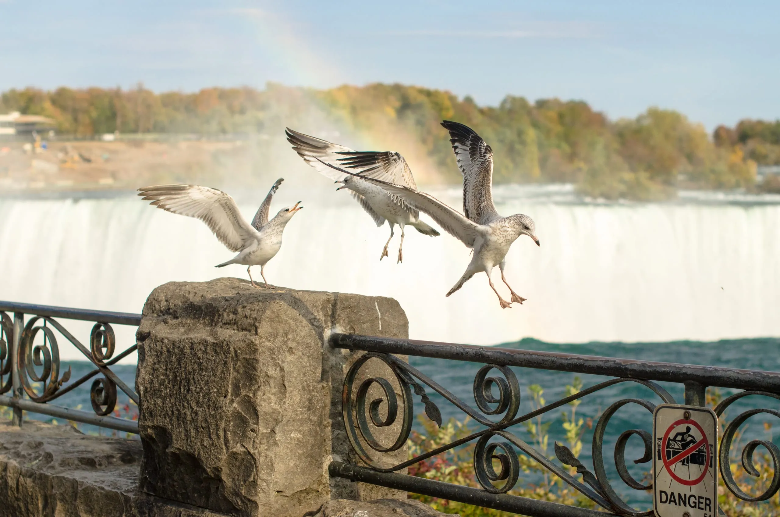 Gulls landing near the brink of Niagara Falls