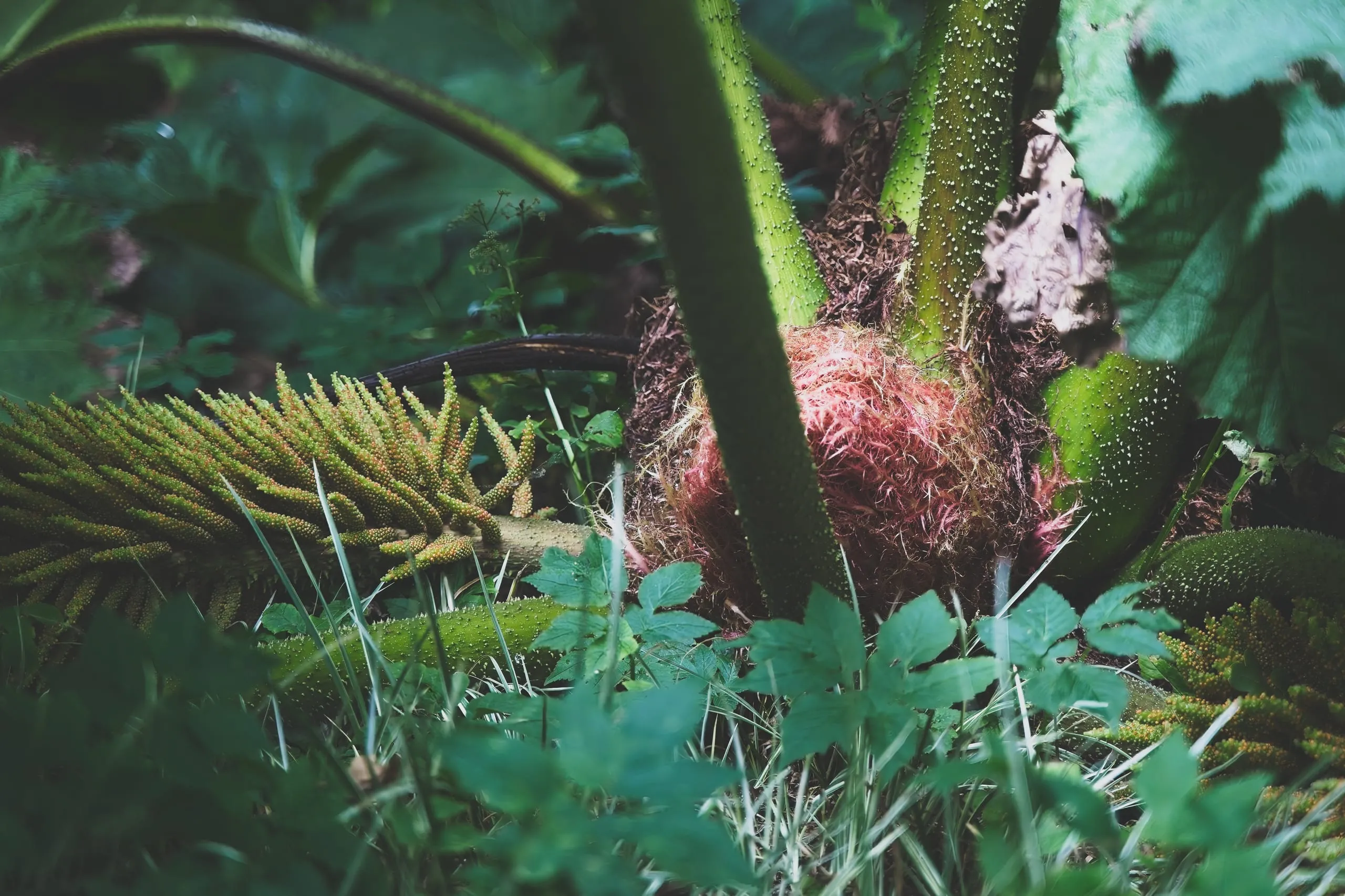 A color close-up photograph of a giant gunnera plant in a Scottish garden, thorned stalks converging over its fuzzy pink flower base beside an unfurling fern frond.