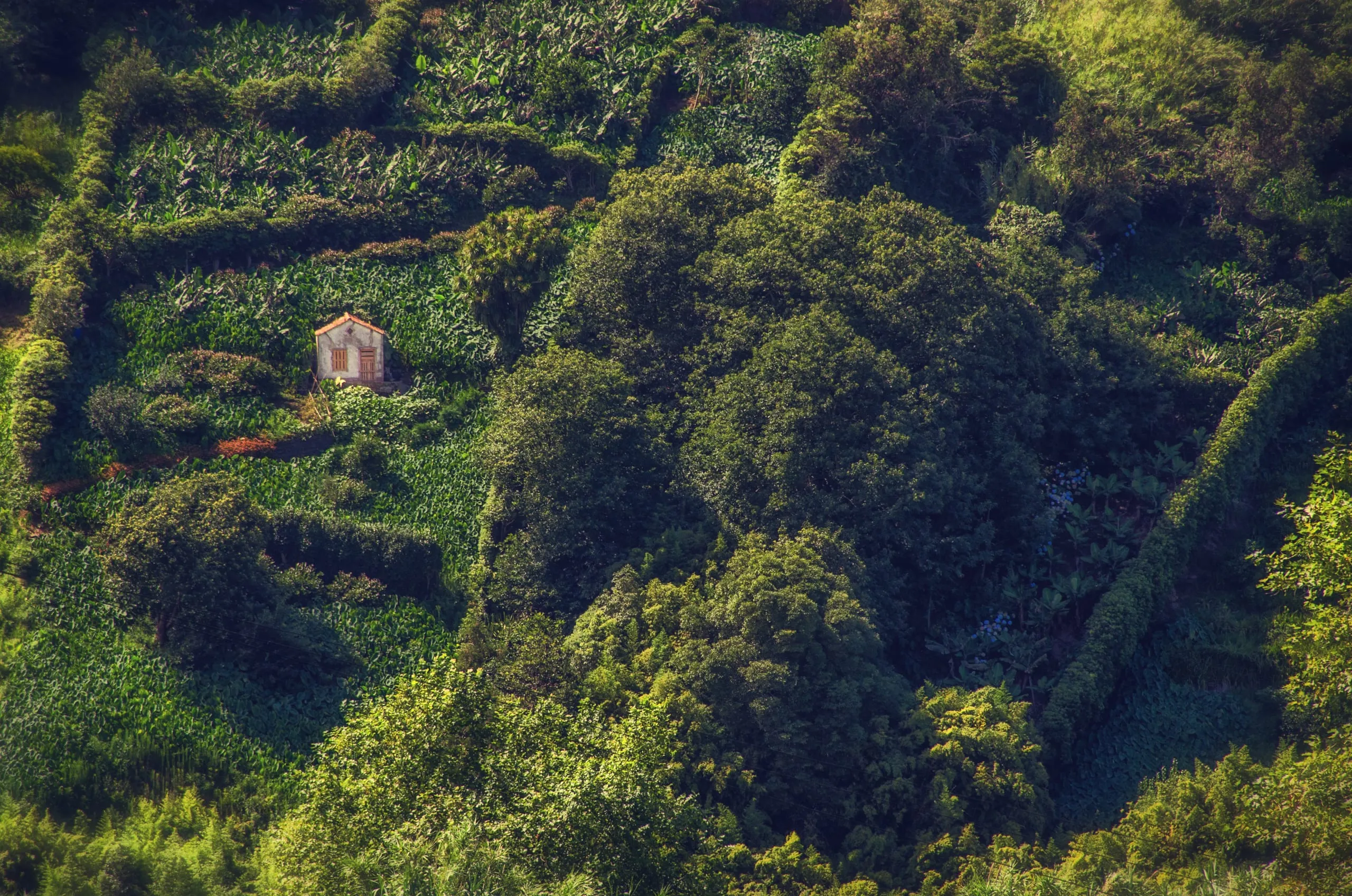 A tiny white house with an orange-tiled roof sits amid dense terraced greenery and banana plants on a steep hillside.