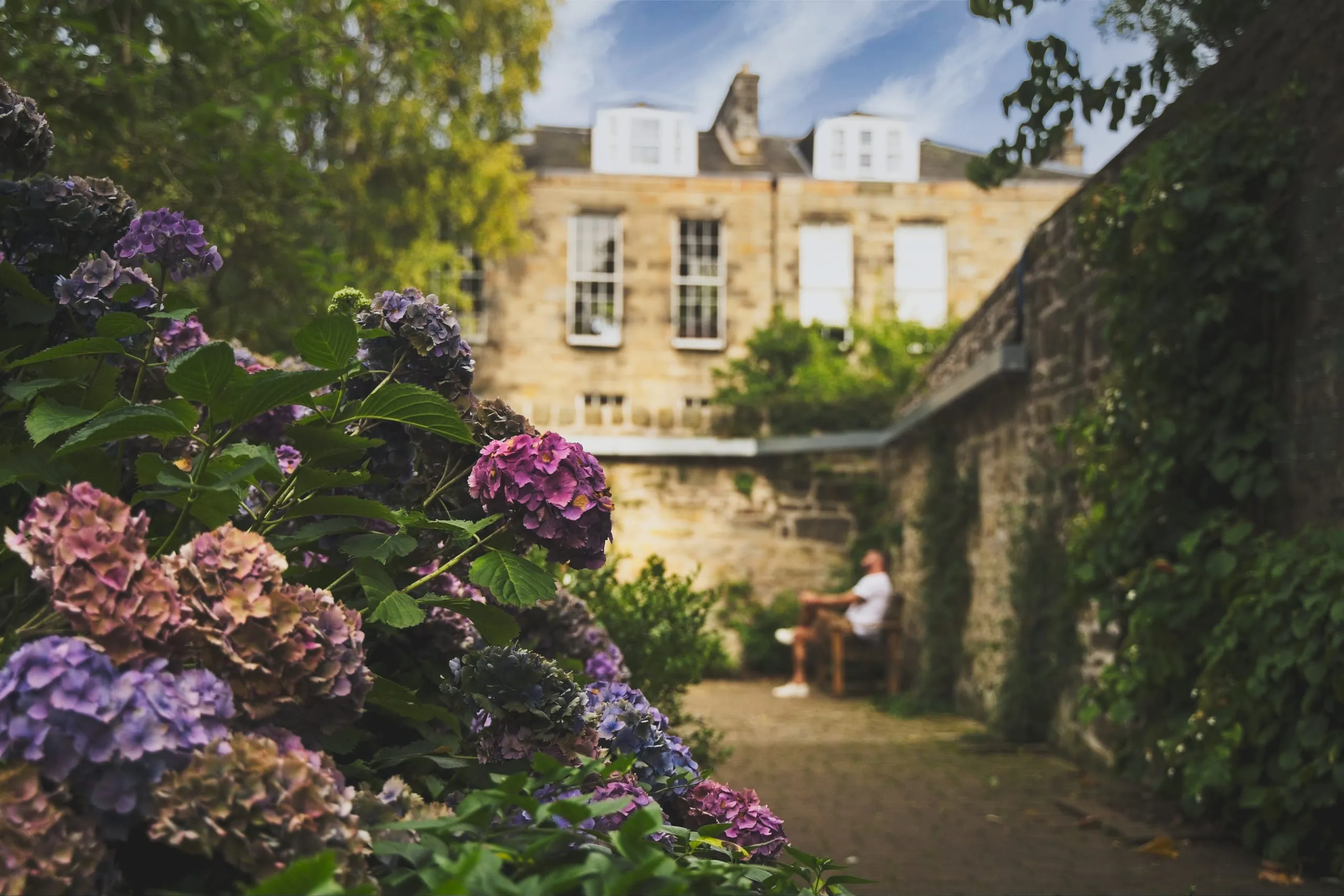 A color photograph of pink and purple hydrangeas framing a walled Edinburgh garden, a man seated on a bench in the soft-focus distance before a Georgian stone townhouse.