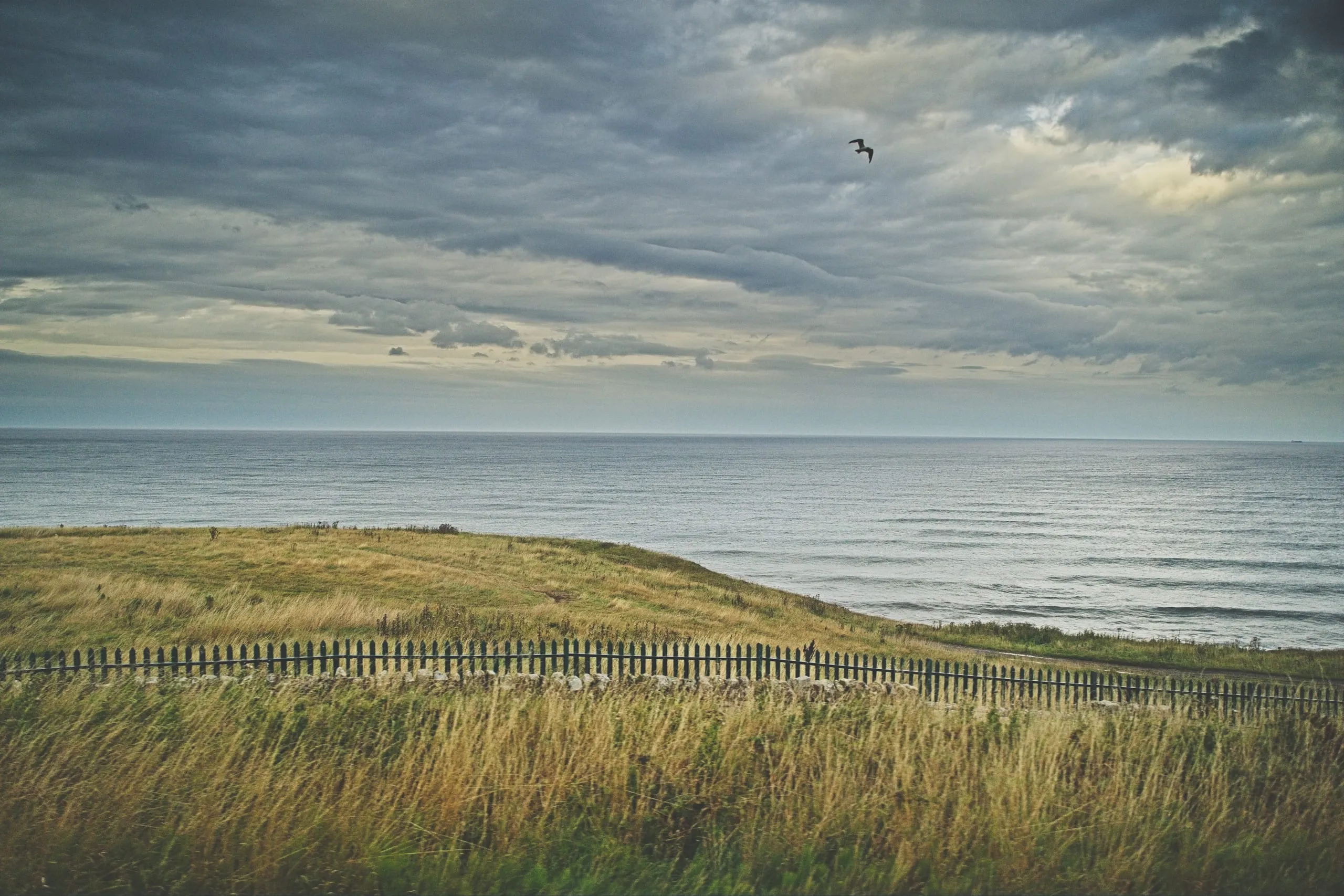 A color photograph of a single bird flying over a windswept coastal bluff and fence line above the sea in Scotland, under a dramatic overcast sky.