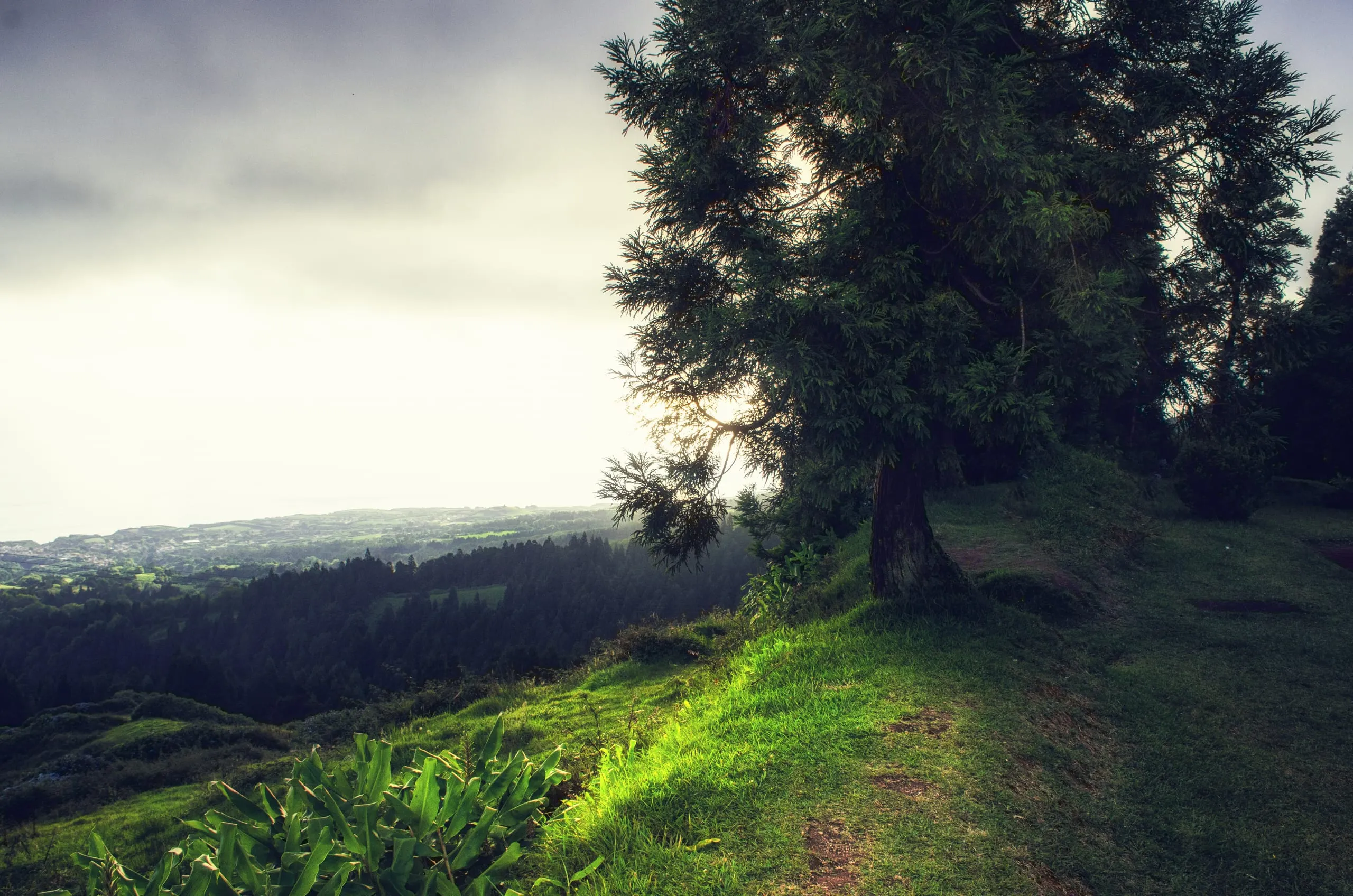 A large tree stands on a grassy ridge with sun glowing through its branches above a forested valley and distant coastline.
