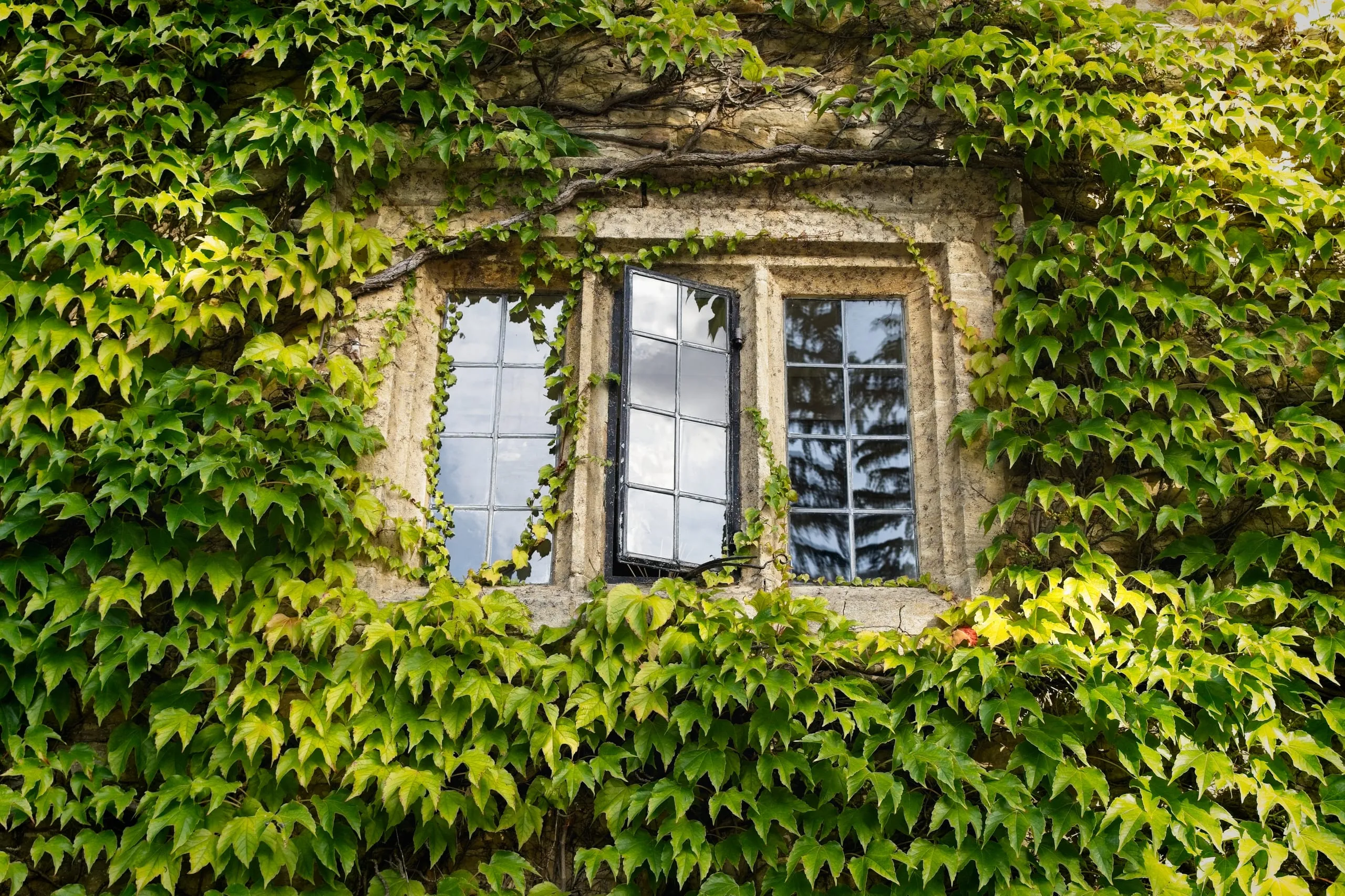 A stone-framed window with one glass pane swung open, nearly swallowed by a wall of dense green ivy, England.