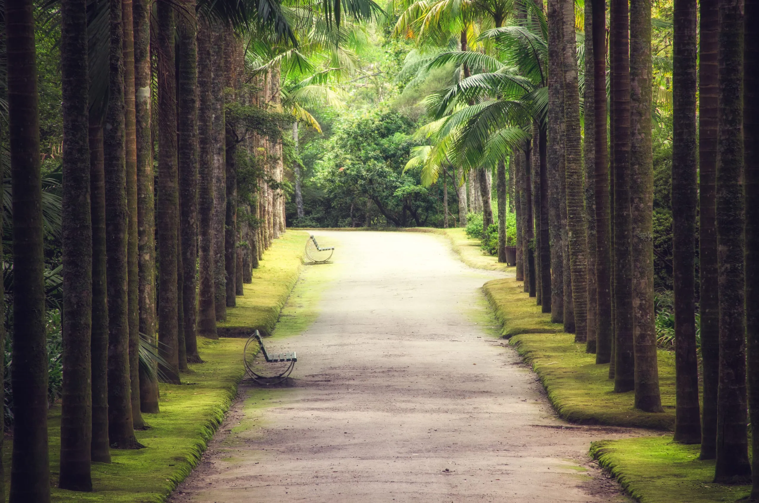 A straight sandy garden path lined with two rows of tall palm trunks over mossy green verges, with benches and dense subtropical foliage beyond.