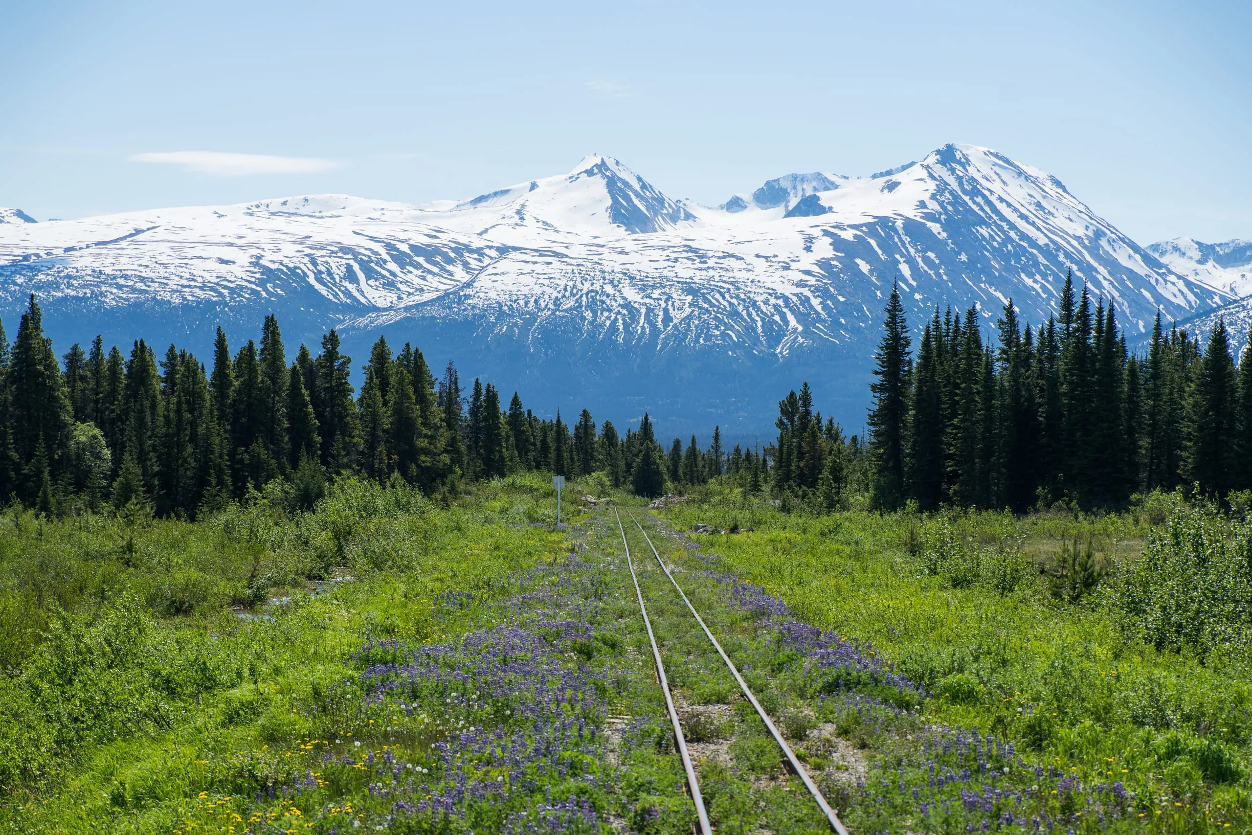 A single railway track runs straight through a meadow of purple lupine and yellow wildflowers toward a snow-covered mountain range under blue sky.