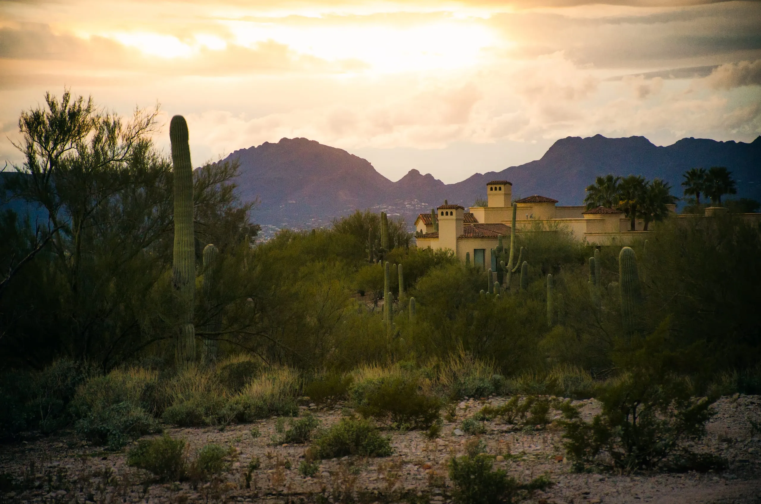 Sunset over a valley filled with saguaro cactus near Tucson