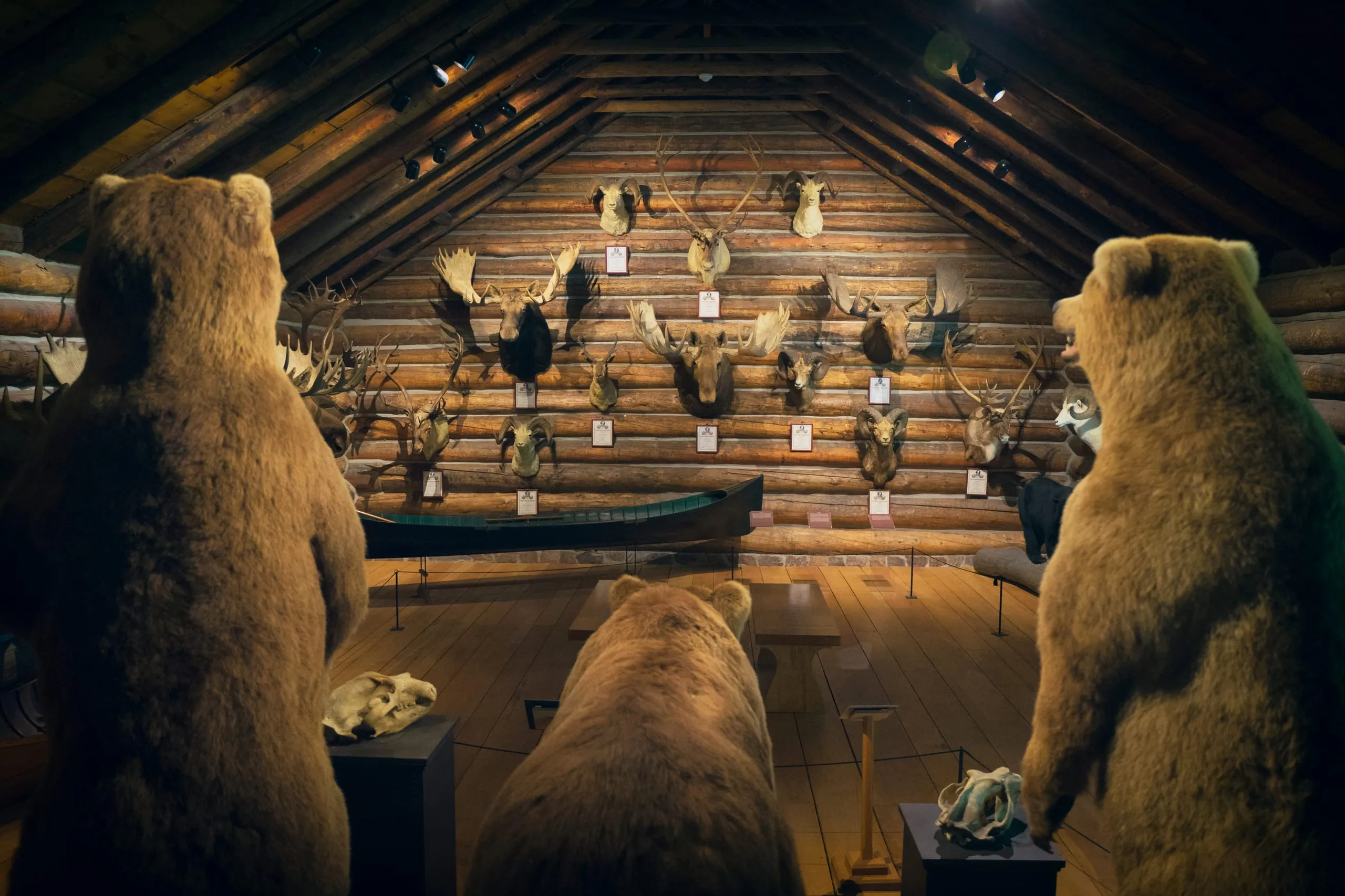 Taxidermy bears posed in a log-built trophy hall at Shelburne Museum, Vermont