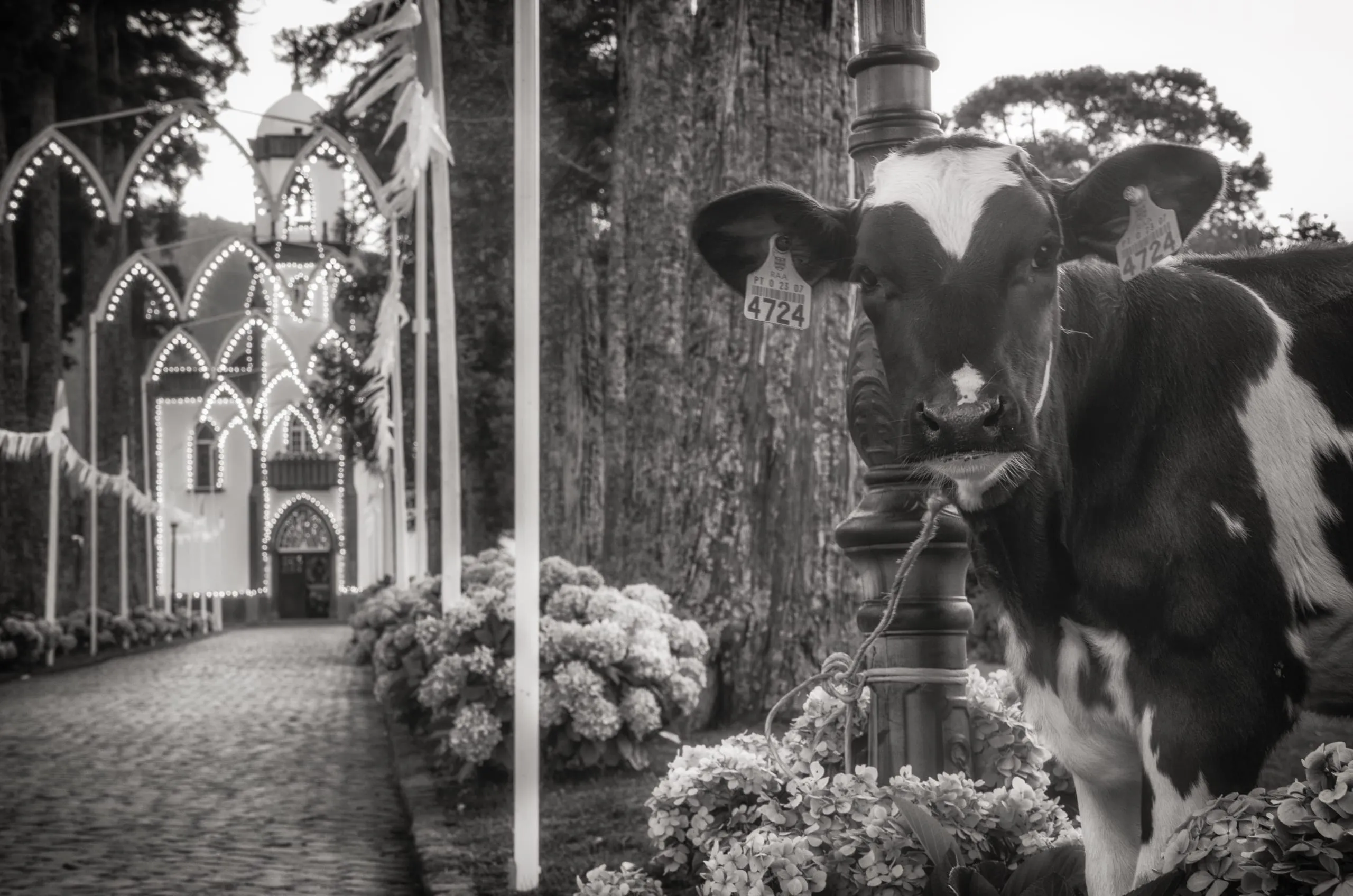 Black-and-white photo of a tagged cow tied to a lamppost by hydrangeas, with an illuminated arched chapel down a cobbled lane.